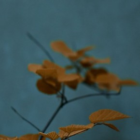 iPhone 5 Wallpaper: autumn