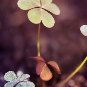 iPhone 5 Wallpaper: beautiful flowers