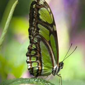 iPhone 5 Wallpaper: green butterfly