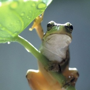 iPhone 5 Wallpaper: green frog